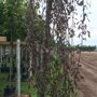 Malus 'Royal Beauty'